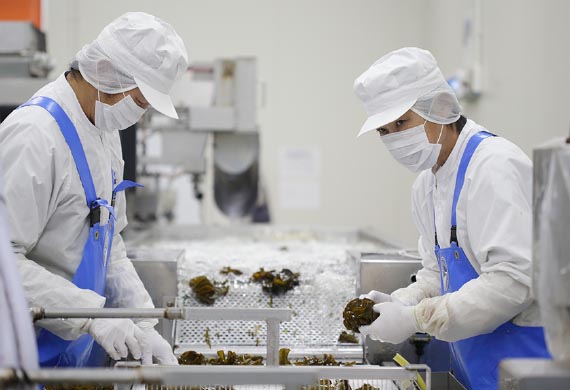 Production / Products